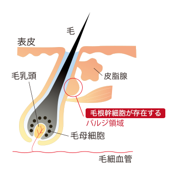 毛髪図