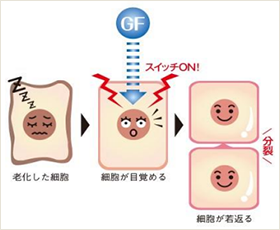 細胞図解